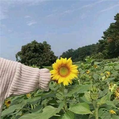 次元星姬手游下载