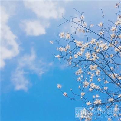 重返文明九游版下载